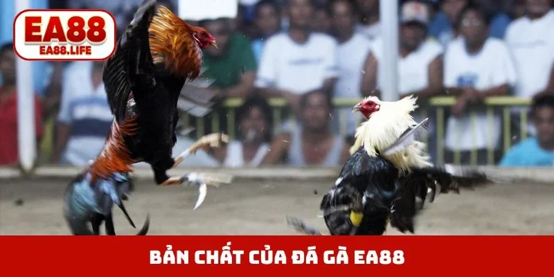 Bản chất của đá gà EA88