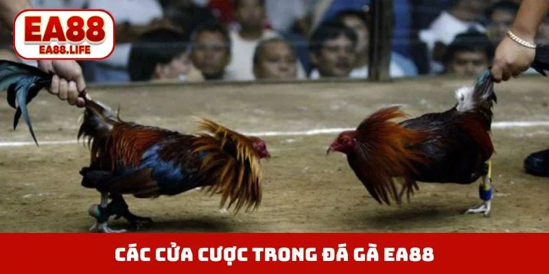 Các cửa cược trong đá gà EA88